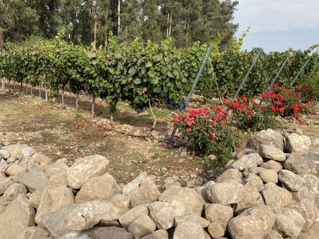 Viñedos James