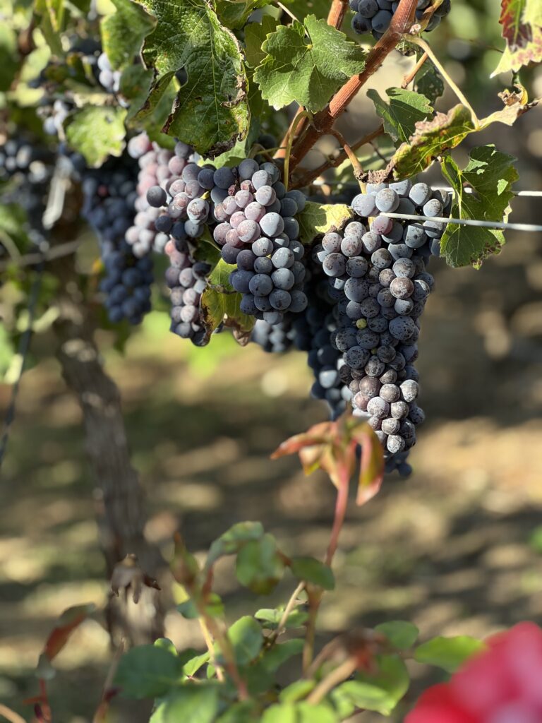 Viñedos James